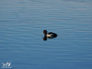 Goldeneye - Gągoł
